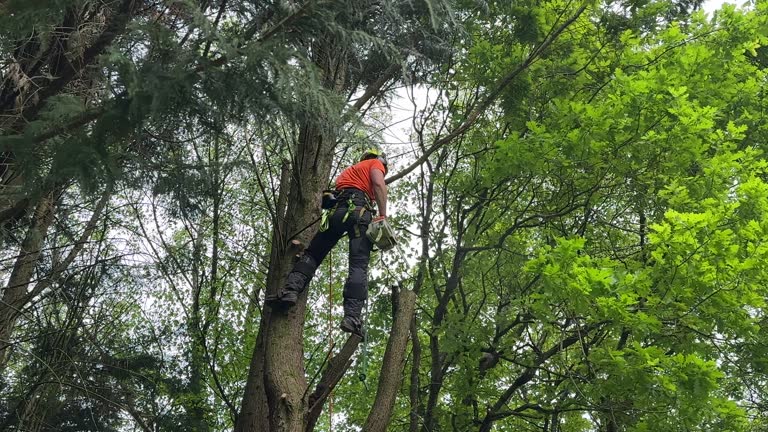 Best Tree Mulching  in Timber Pines, FL